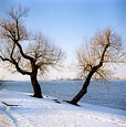 Winter Trees